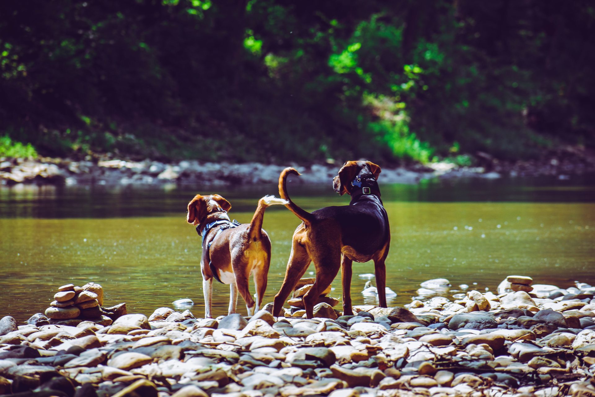 Two dogs standing on a rocky riverbank, looking out over calm water