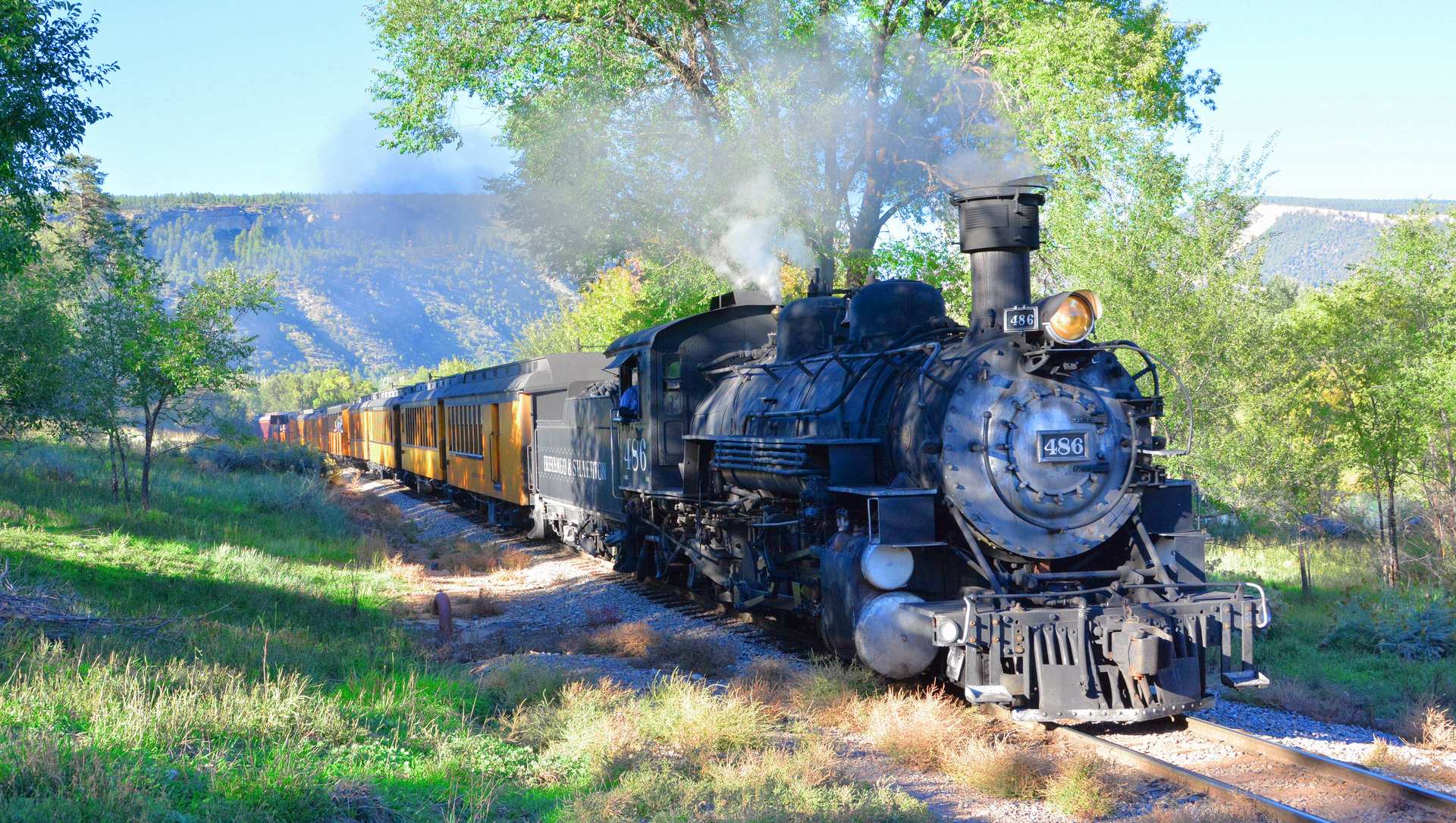 Narrow gauge steam locomotive No. 486 pulling yellow Durango & Silverton coaches past cottonwoods near Durango