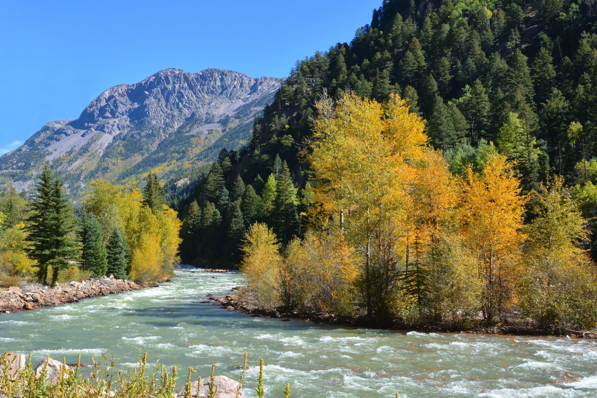 Animas River rushing past gravel bars and golden aspens below a peak in the San Juan Mountains in early fall