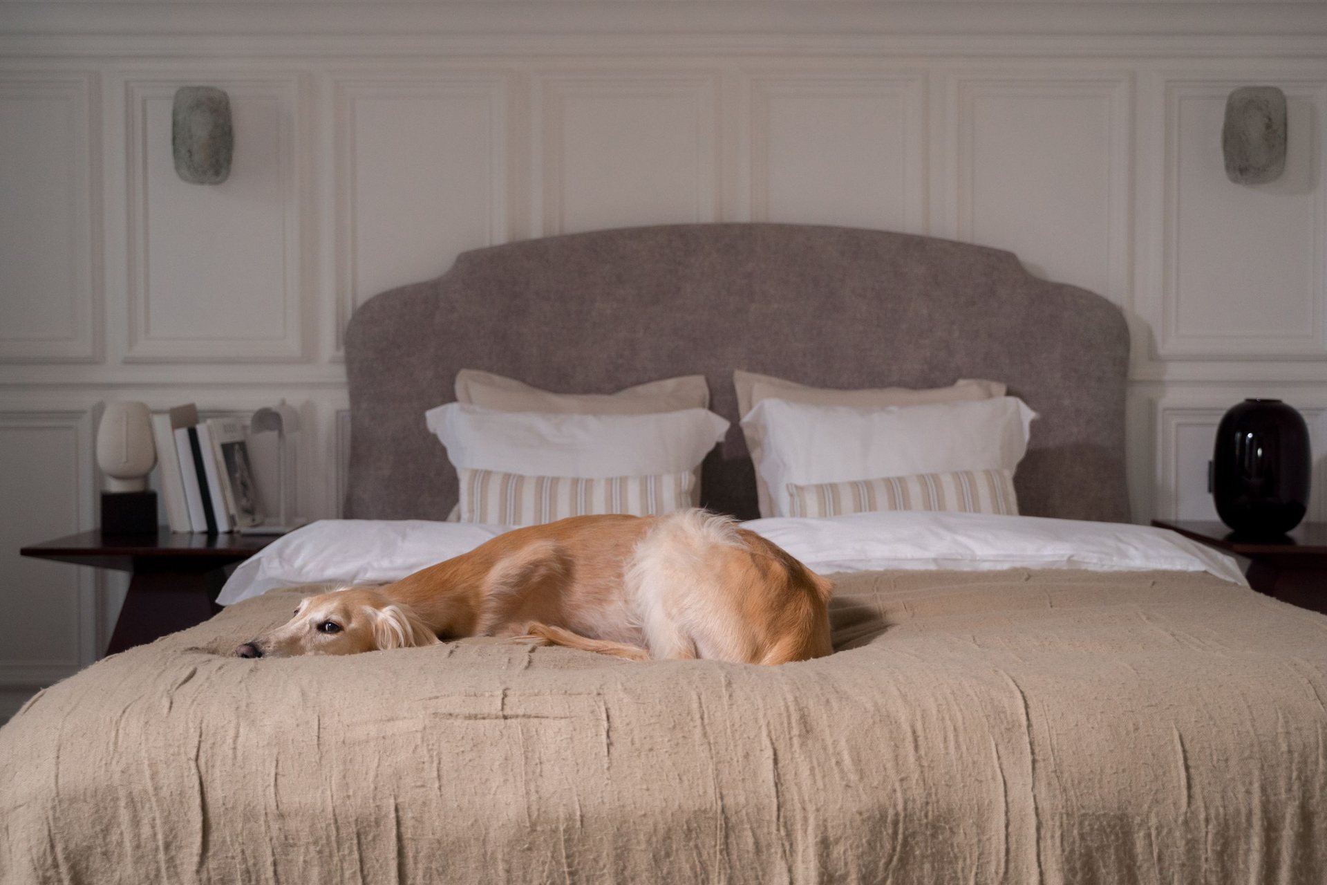 Greyhound curled up on a made bed in a bright hotel-style room
