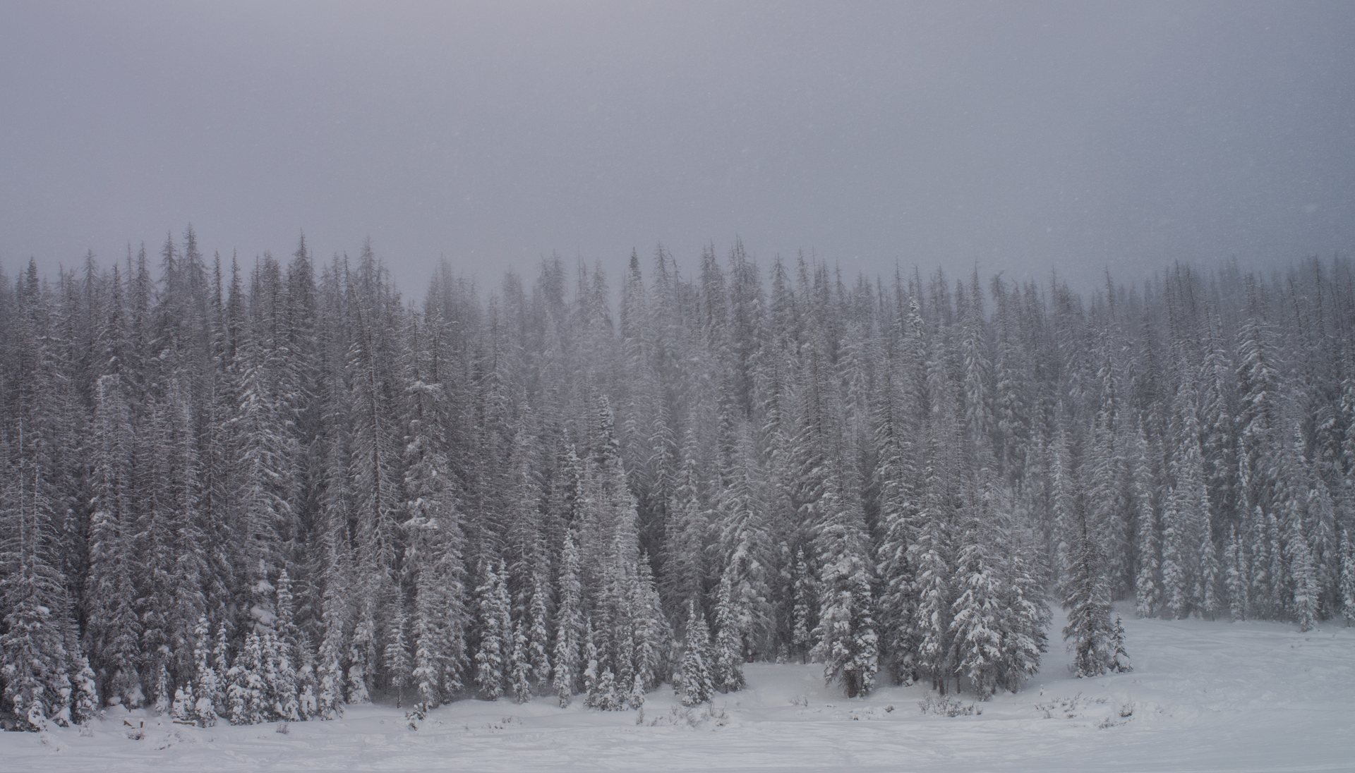 Snow-flocked spruce forest in falling snow beside Wolf Creek Pass, Colorado
